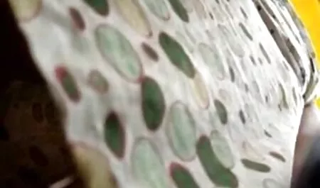 Eindigt met een biergeit beste seksfilm gebogen op de weg
